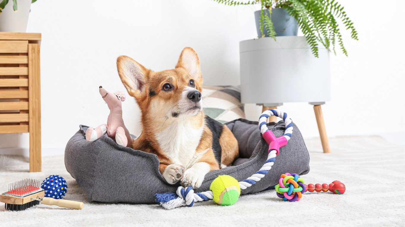 The Ultimate List of Indoor Dog Enrichment Games