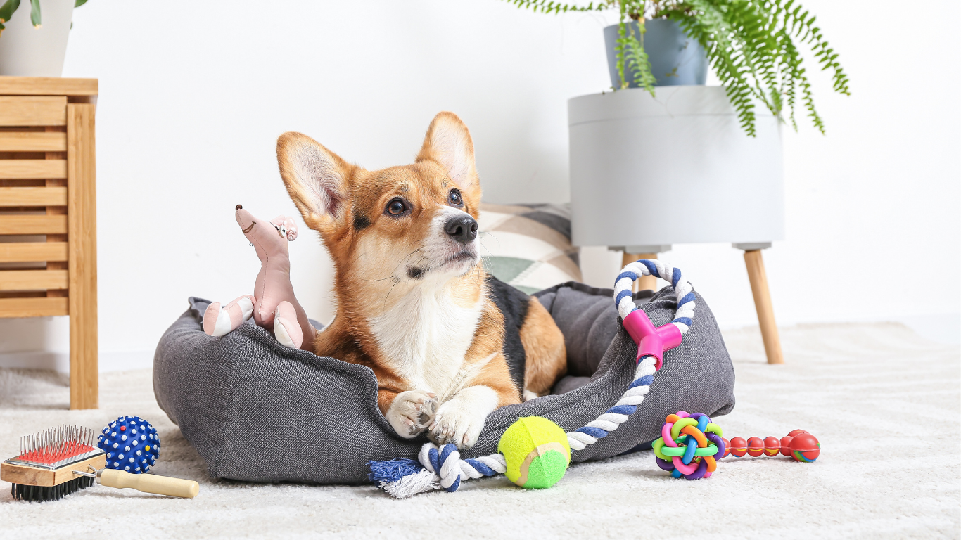 Corgi plays with enrichment toys, indoor enrichment activities, rainy day