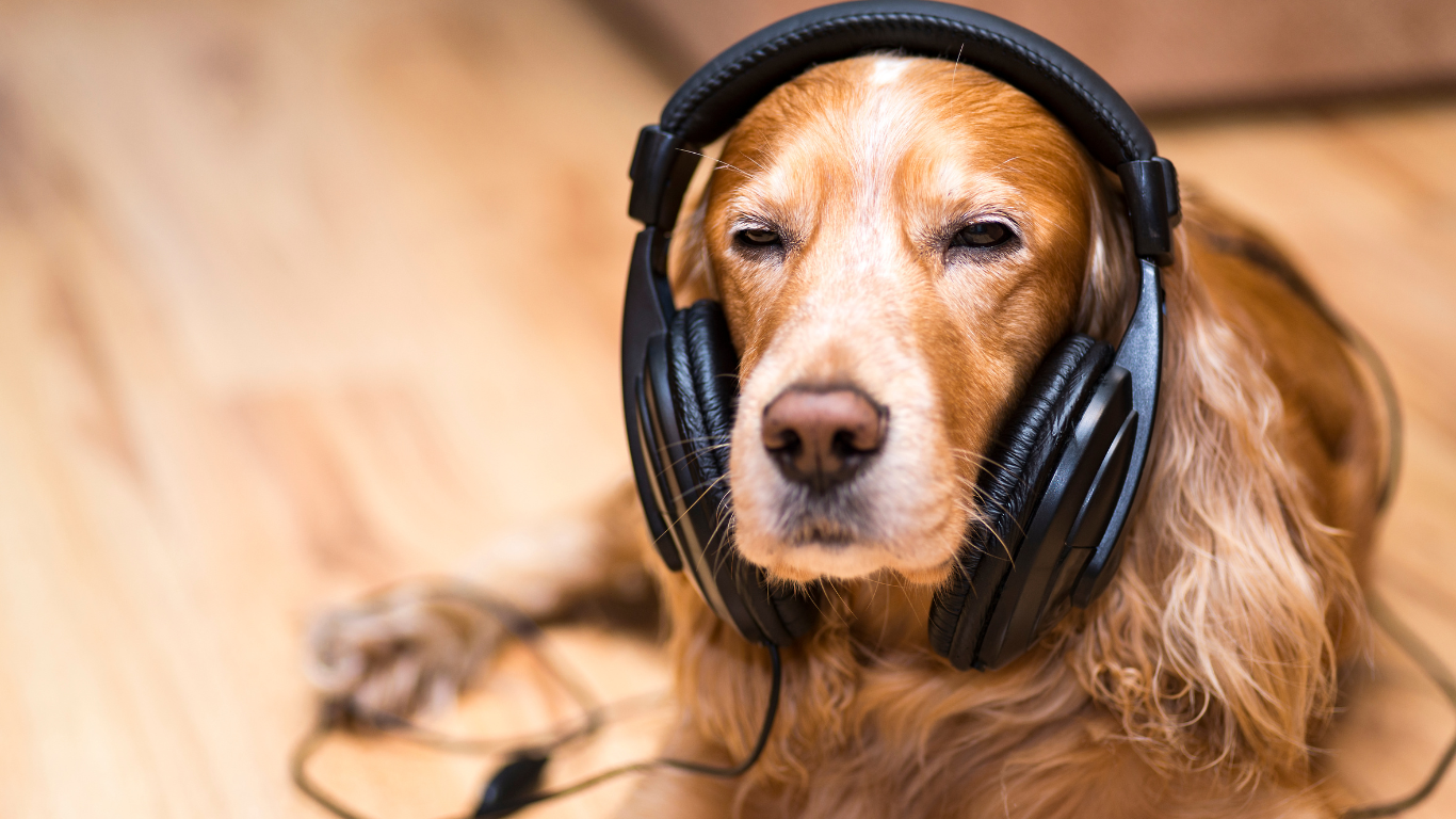 golden retriever dog wears headphones, dog not listening